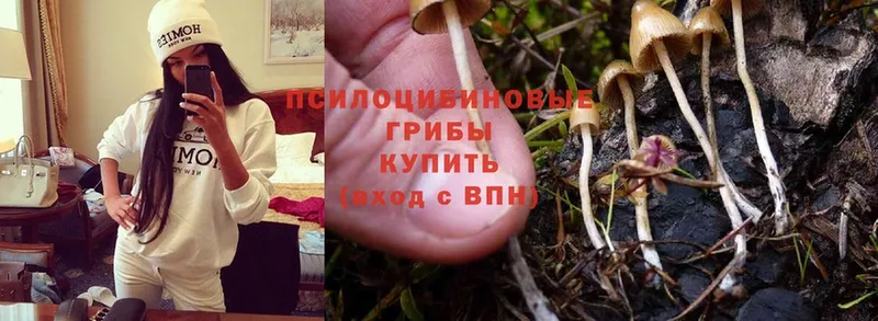 Псилоцибиновые грибы Psilocybine cubensis  хочу наркоту  Нелидово 